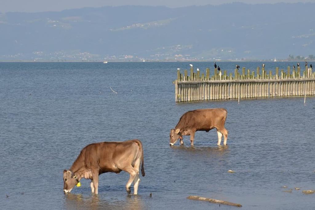 Bodensee Apartments, Sauna, Lake Walks, Free Parking, Self Checkin, Nature Reserve, Restaurants Nearby Gaissau  Εξωτερικό φωτογραφία